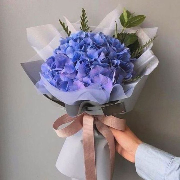 Гортензия голубая в Пскове