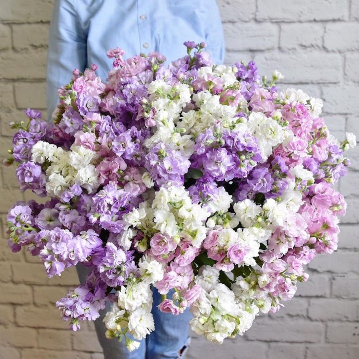 Облако маттиол в Пскове