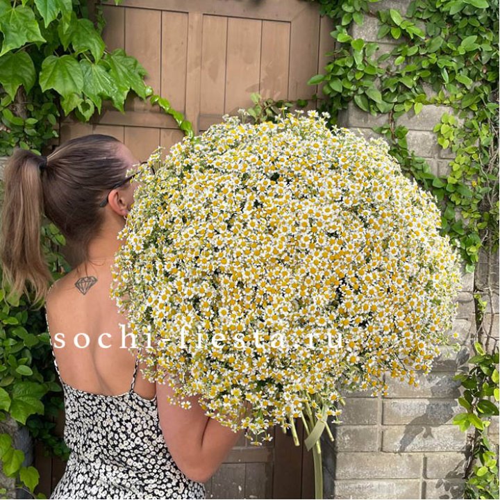 101 ромашка в Пскове