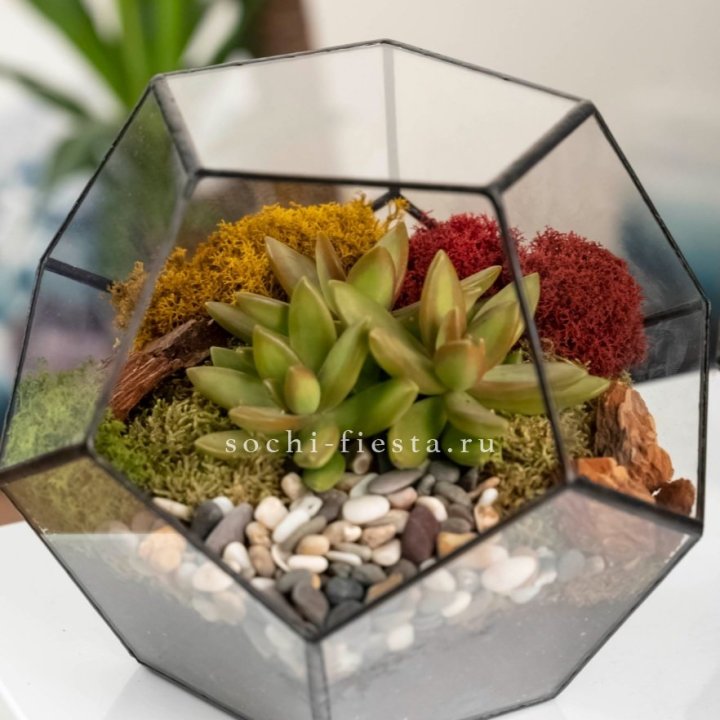 Флорариум “Додекаэдр” с суккулентом Седум в Пскове