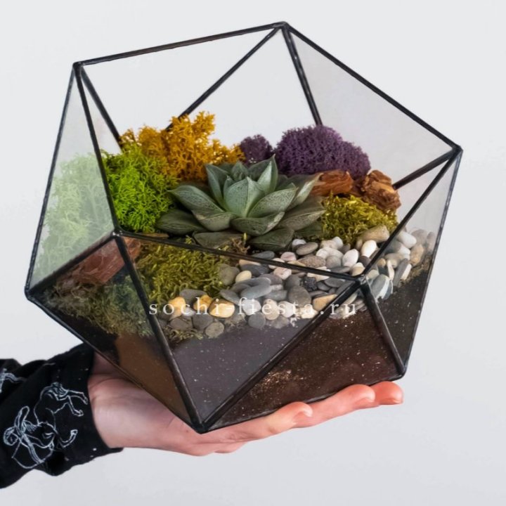 Флорариум “Икосаэдр” с суккулентом Каменная Роза в Пскове