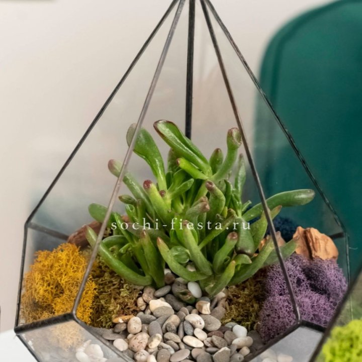 Флорариум “Капля” с суккулентом Крассула Хоббит в Пскове