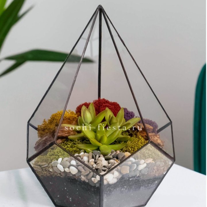 Флорариум Капля с суккулентом в Пскове