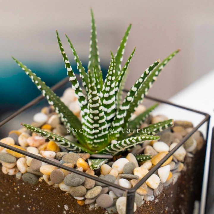 Флорариум Кубик с суккулентом Хавортия в Пскове