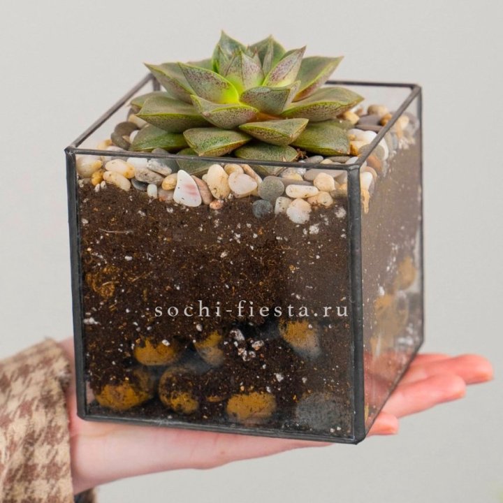 Флорариум Кубик с суккулентом Каменная роза в Пскове
