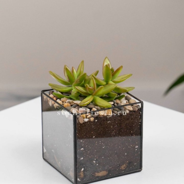 Флорариум Кубик с суккулентом Седум в Пскове