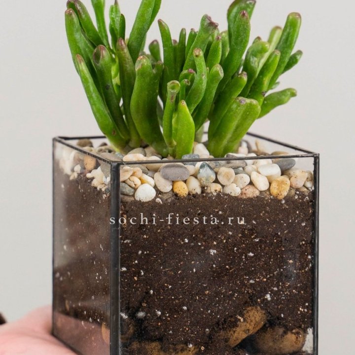 Флорариум Кубик с суккулентом Хоббит в Пскове
