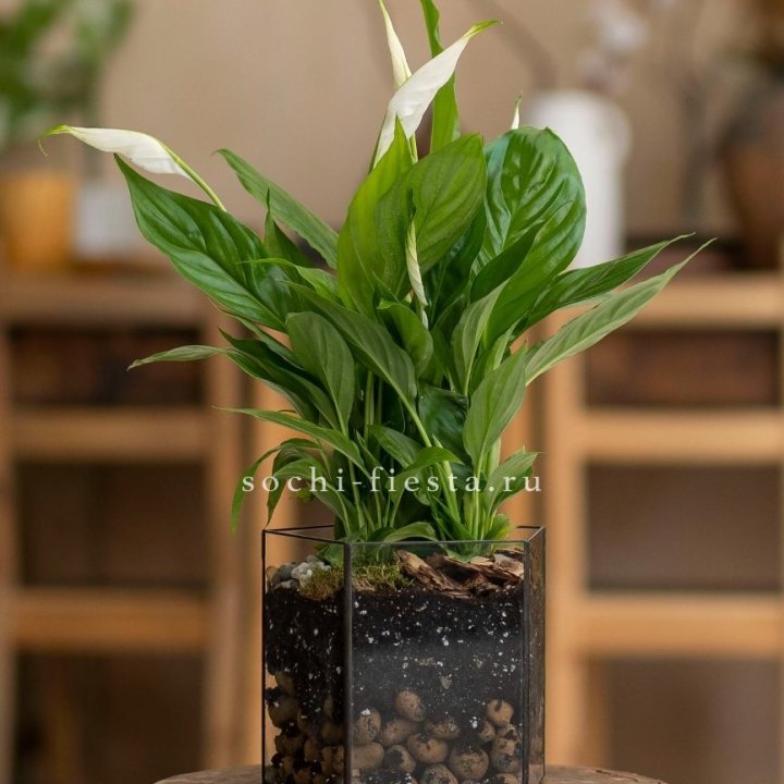Спатифиллум в кашпо Пятиугольник в Пскове