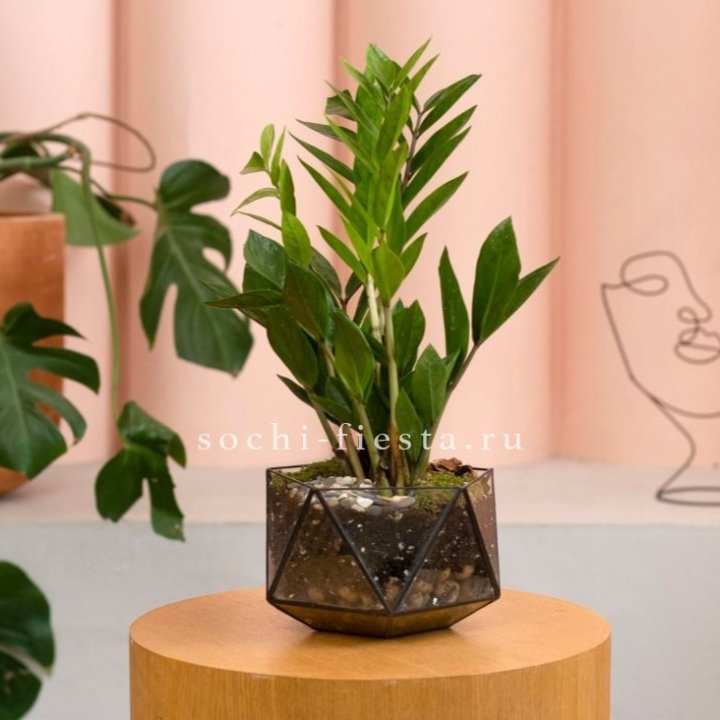 Замиокулькас в кашпо Икосаедр в Пскове