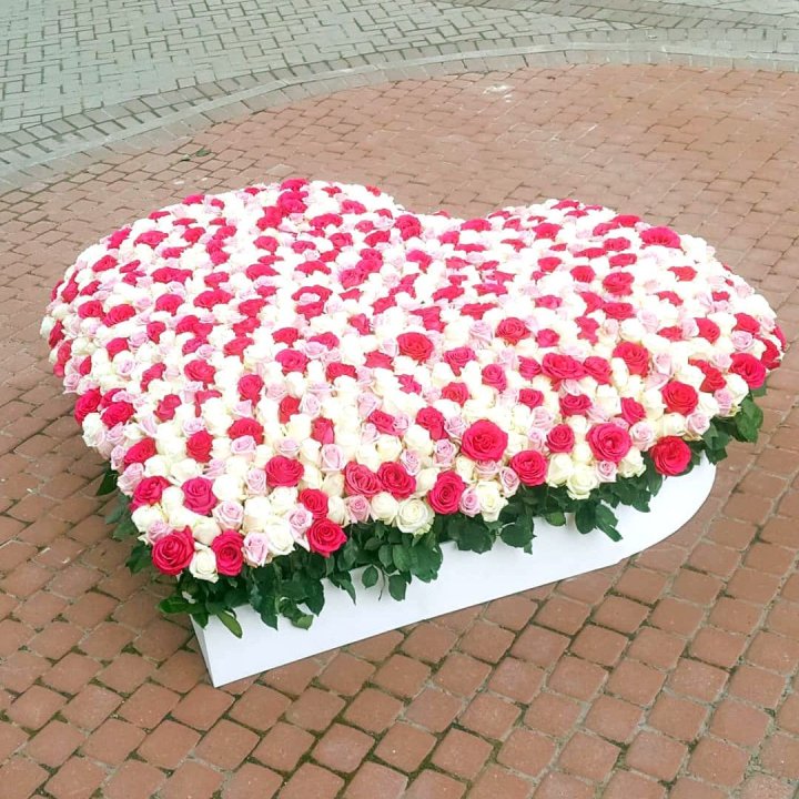 555 роза  в Пскове