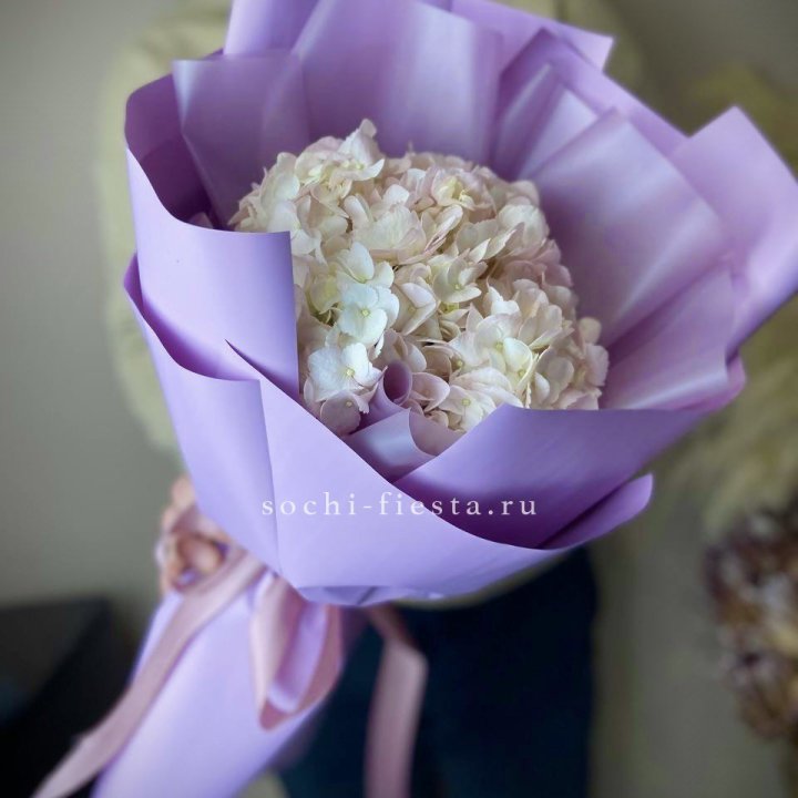 Гортензия розовая в Пскове