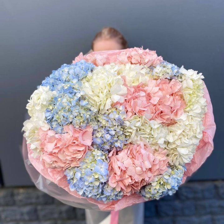 19 гортензий микс в Пскове