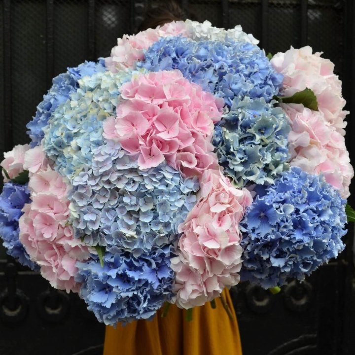 Букет гортензий "Фонтан" в Пскове