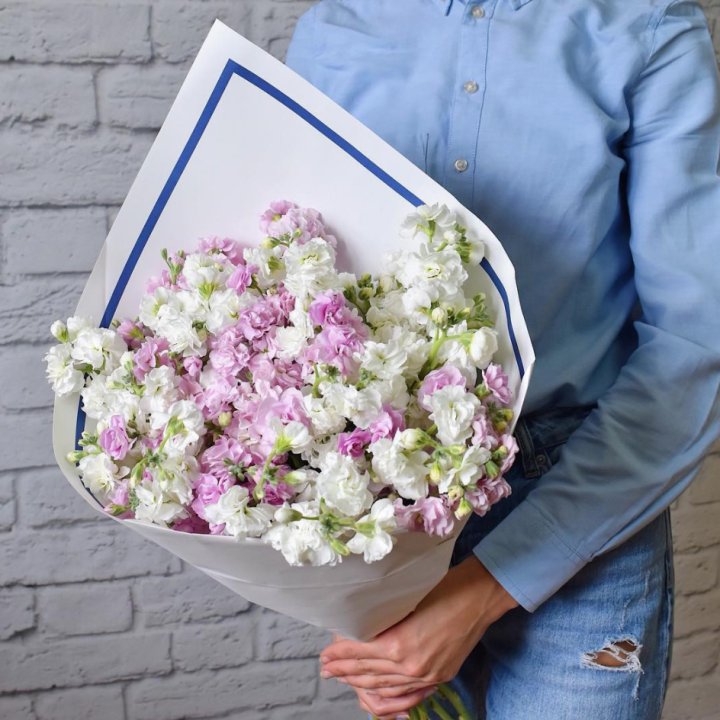 Маттиола в Пскове