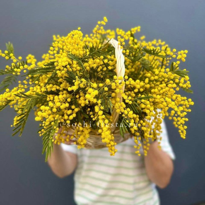 Весенняя корзина мимозы в Пскове