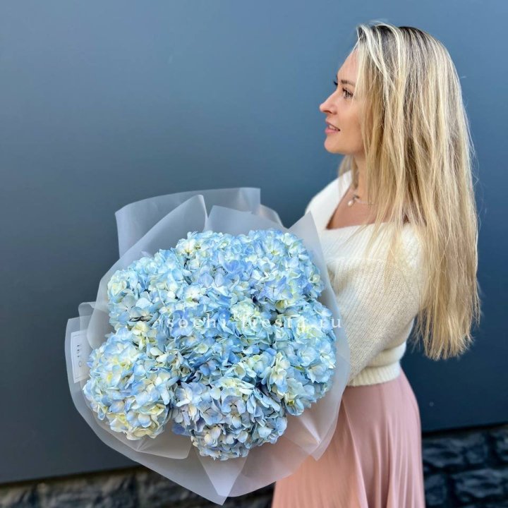 7 голубых гортензий в Пскове