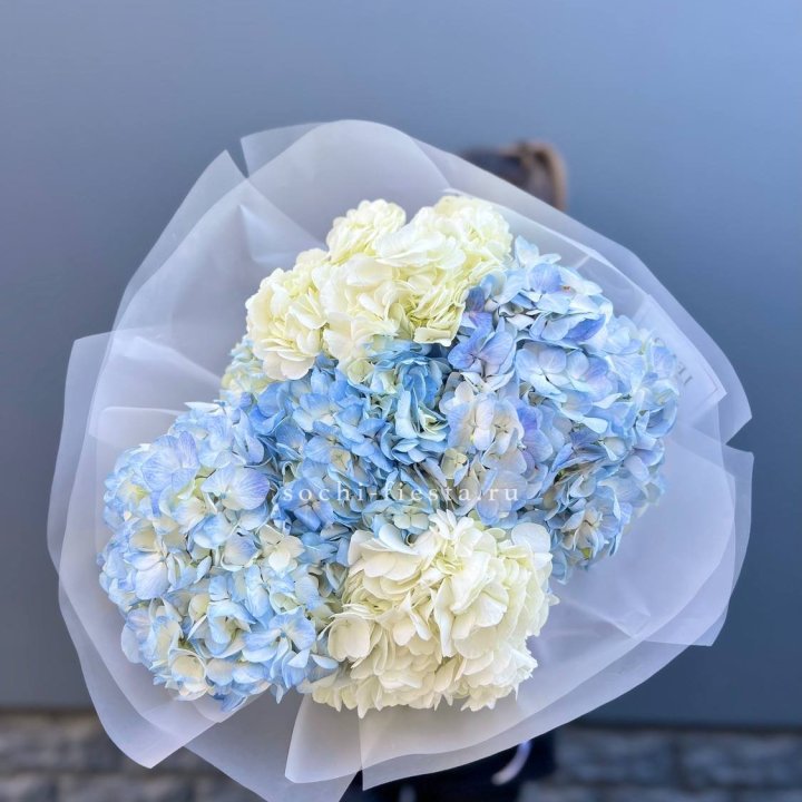 5 бело-голубых гортензий в Пскове