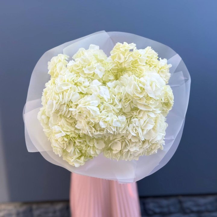 7 белых гортензий в Пскове