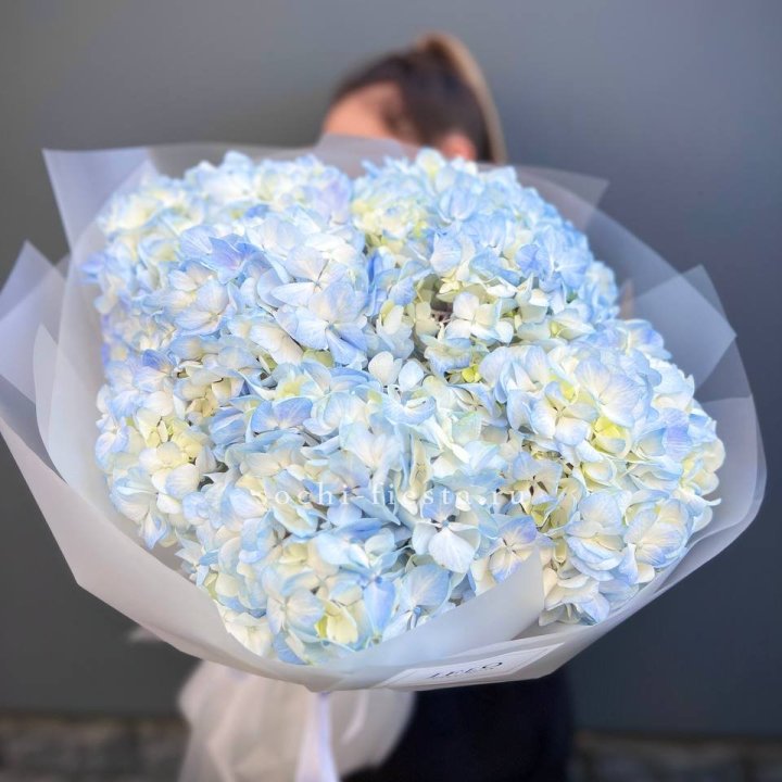 5 голубых гортензий в Пскове