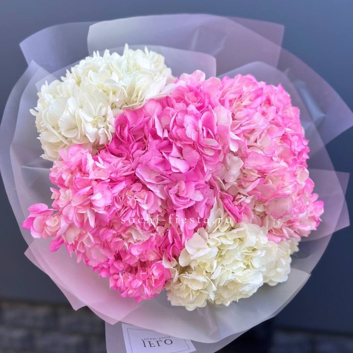 5 бело-розовых гортензий в Пскове