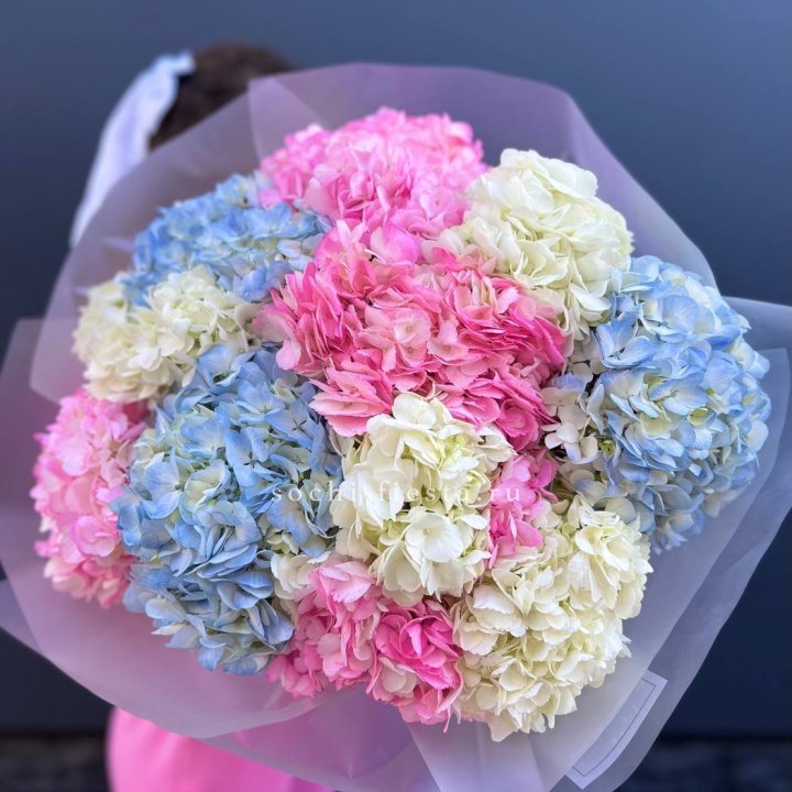 11 гортензий микс в Пскове