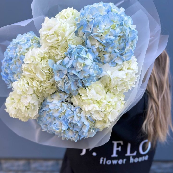 9 бело-голубых гортензий в Пскове