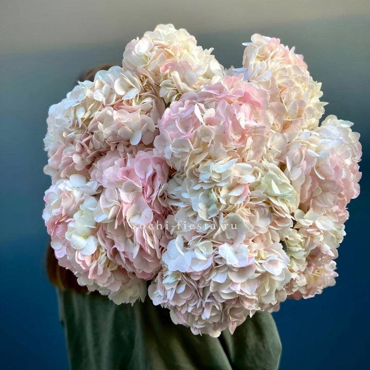 Охапка розовой гортензии в Пскове
