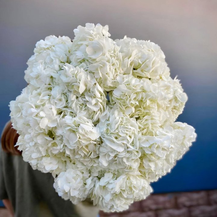 Охапка белой гортензии в Пскове
