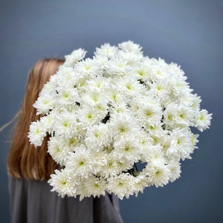 Охапка Хризантемы кустовой в Пскове