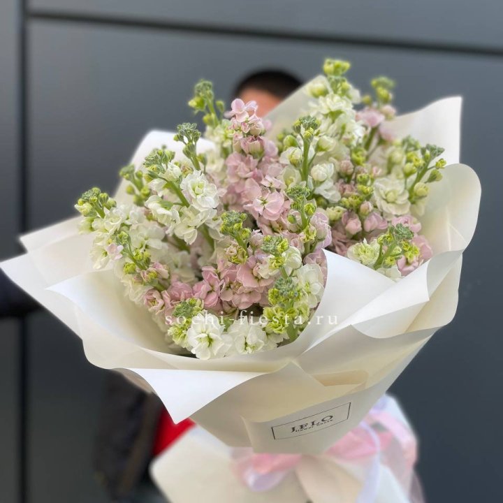 29 маттиол  в Пскове