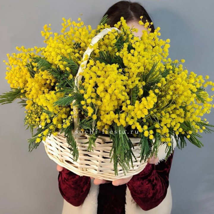 Корзина ароматной мимозы в Пскове