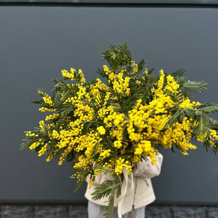 Охопка мимозы в Пскове