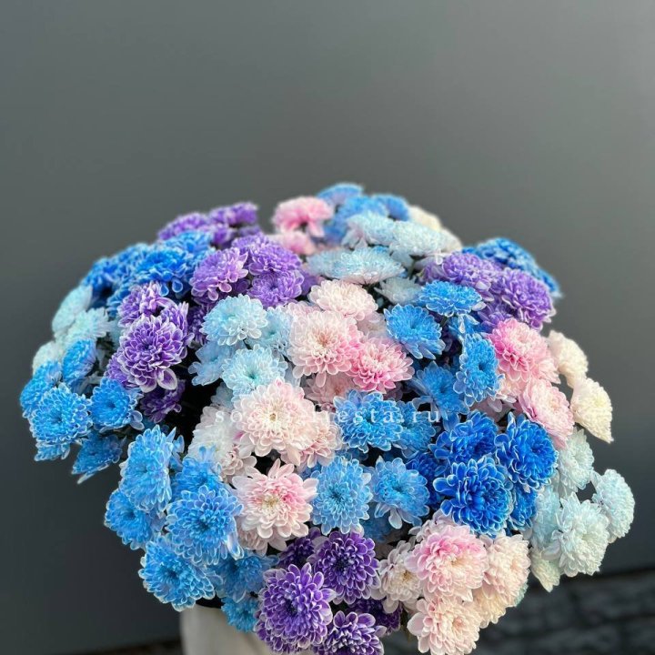 25 цветных хризантем в Пскове