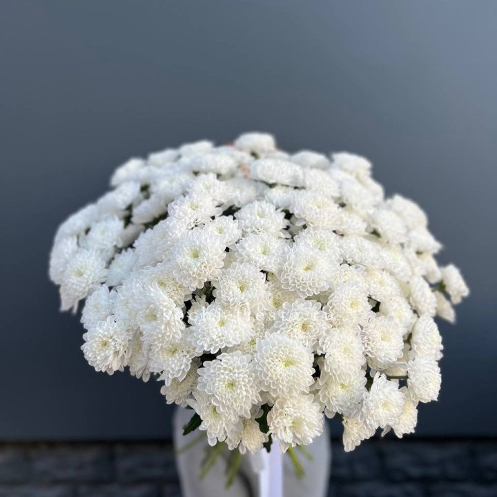  25 хризантем белых в Пскове