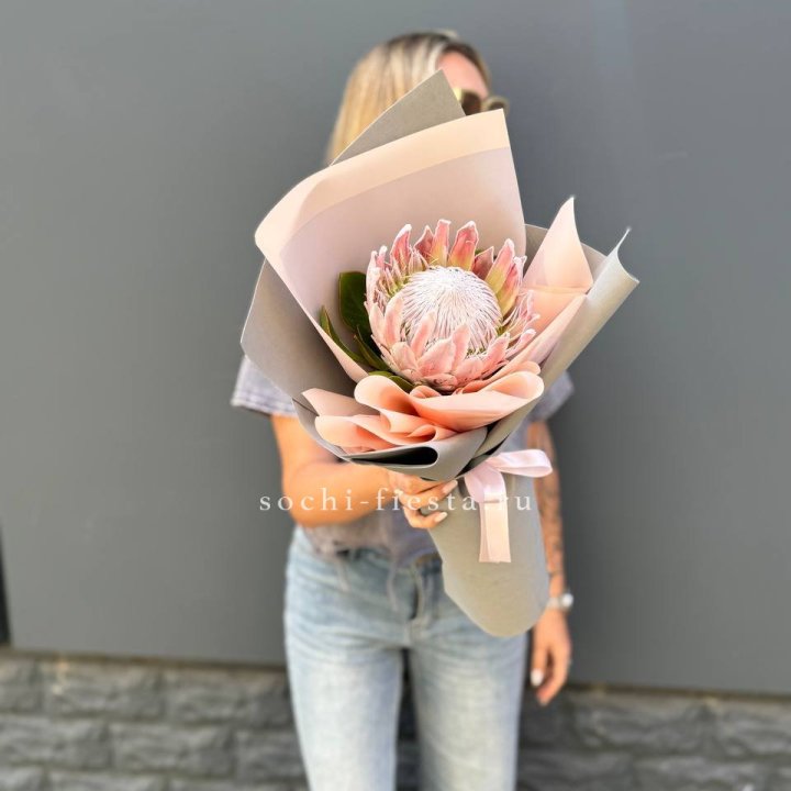 Протея мини  в Пскове