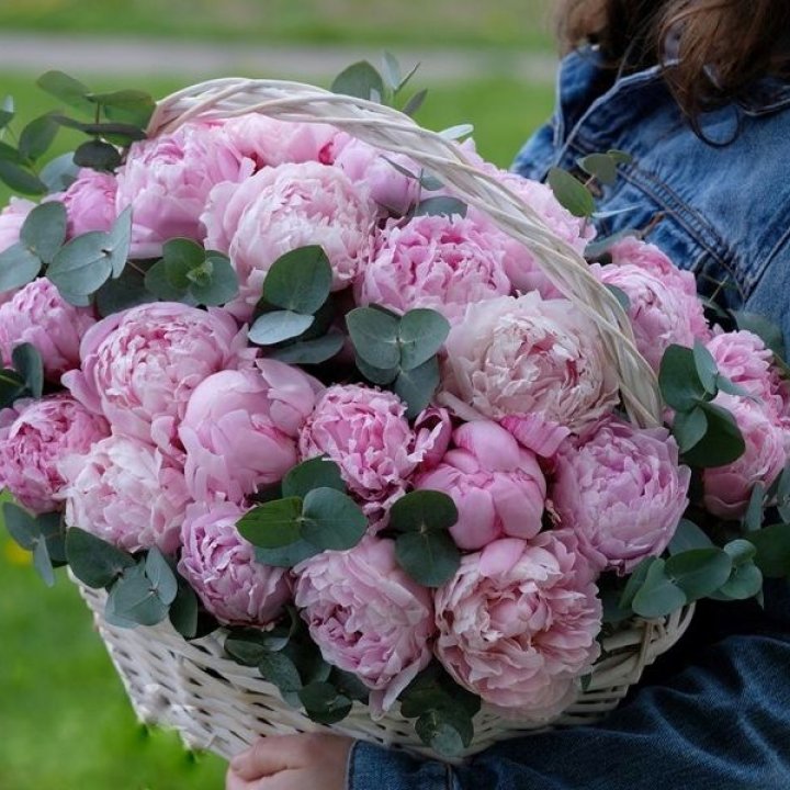 51 пион в корзине в Пскове