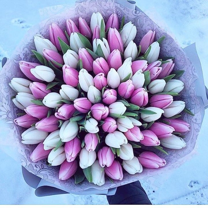 101 тюльпан "Лолипоп" в Пскове