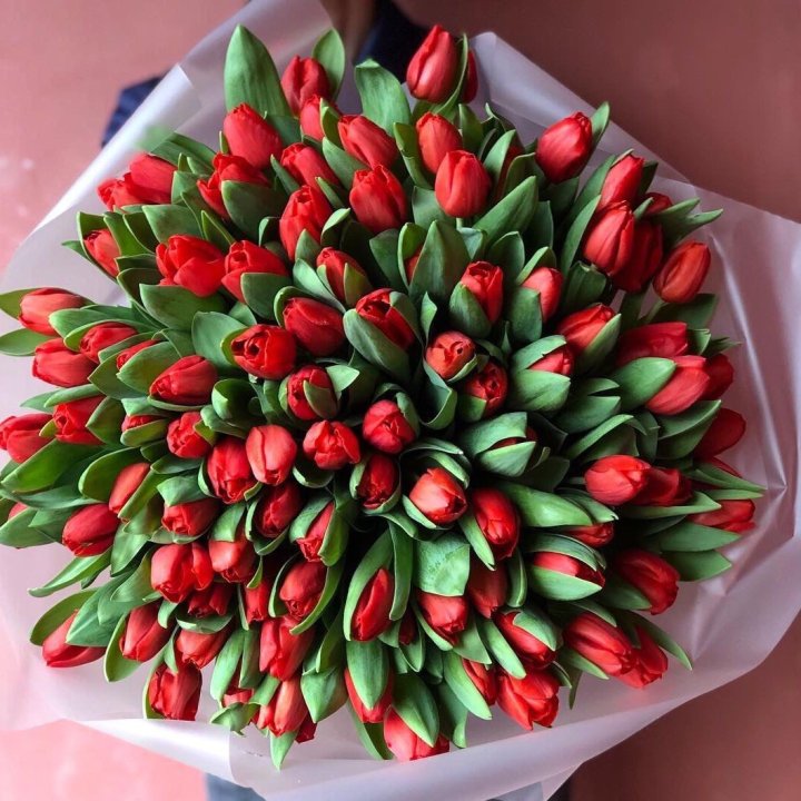 101 красный тюльпан в Пскове